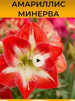 Амариллис красно-белый , саженцы