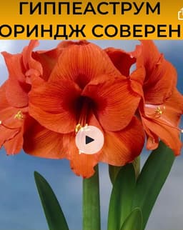 Амариллис в ассортименте , саженцы