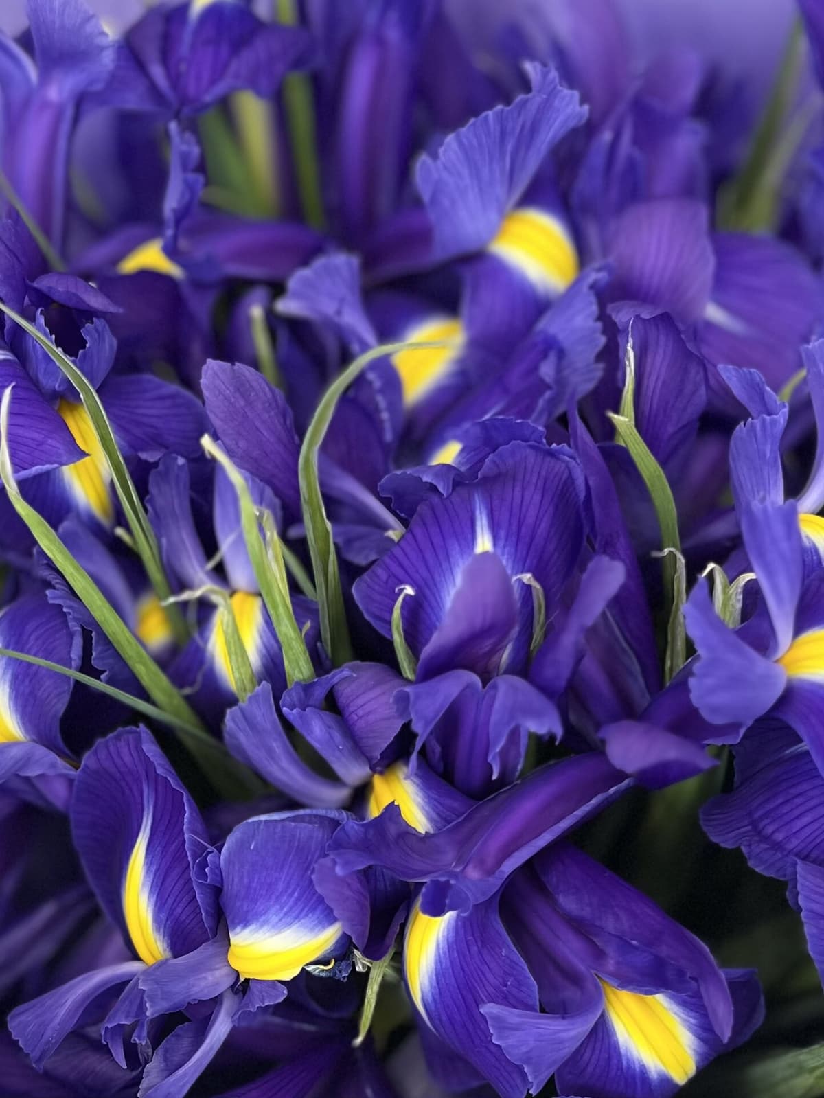 Букет из ирисов "Blue Magic" L Проспект