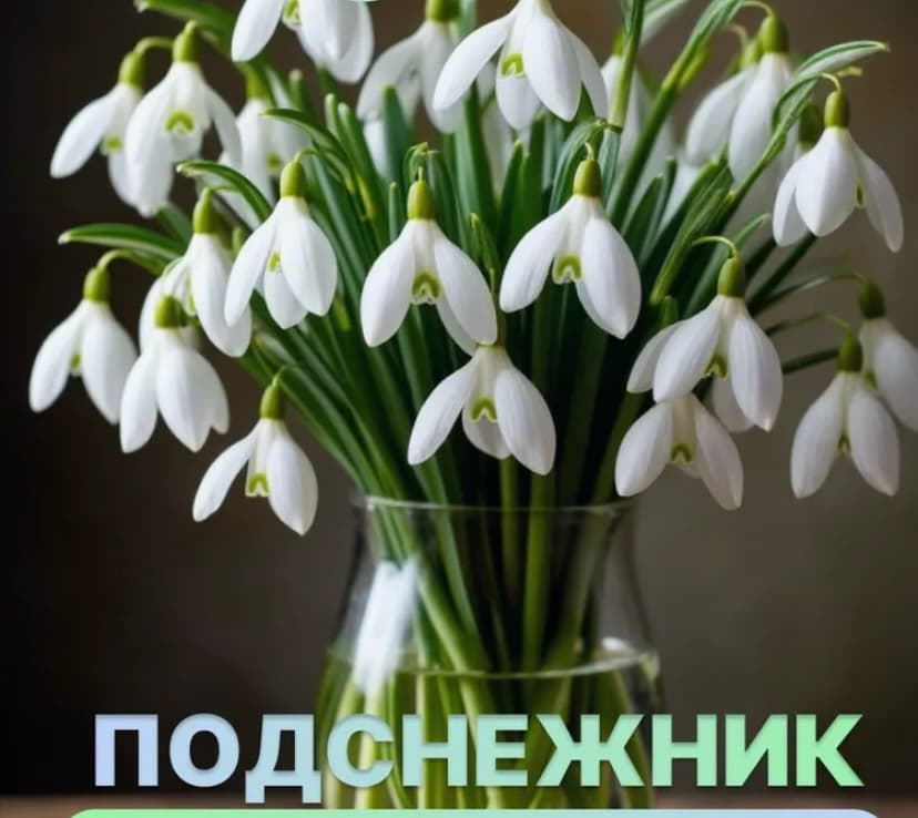Подснежник , саженцы