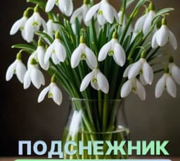 Подснежник , саженцы