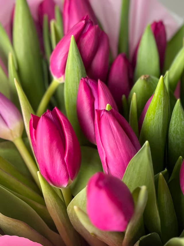 Тюльпаны фиолетовые Тюльпаны фиолетовые