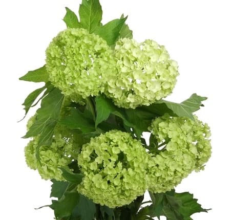 Зелень: Вибурнум