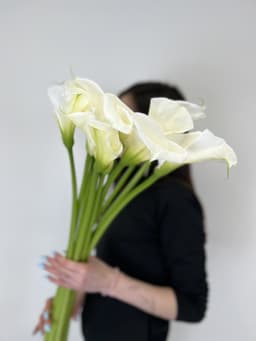 Каллы