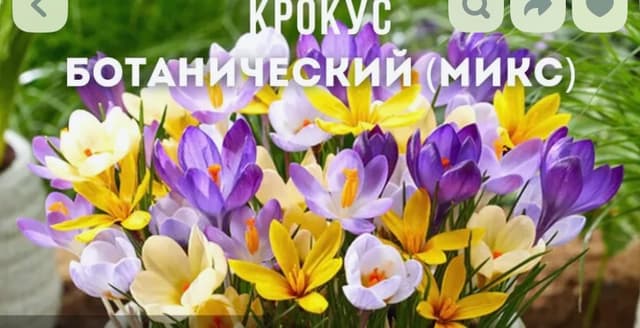 Крокус микс , саженцы Крокус микс , саженцы