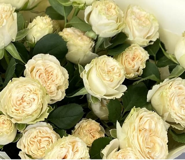 Роза кустовая пионовидная Саммер Роуз (Summer Rose) (2) Роза кустовая пионовидная Саммер Роуз (Summer Rose) (2)